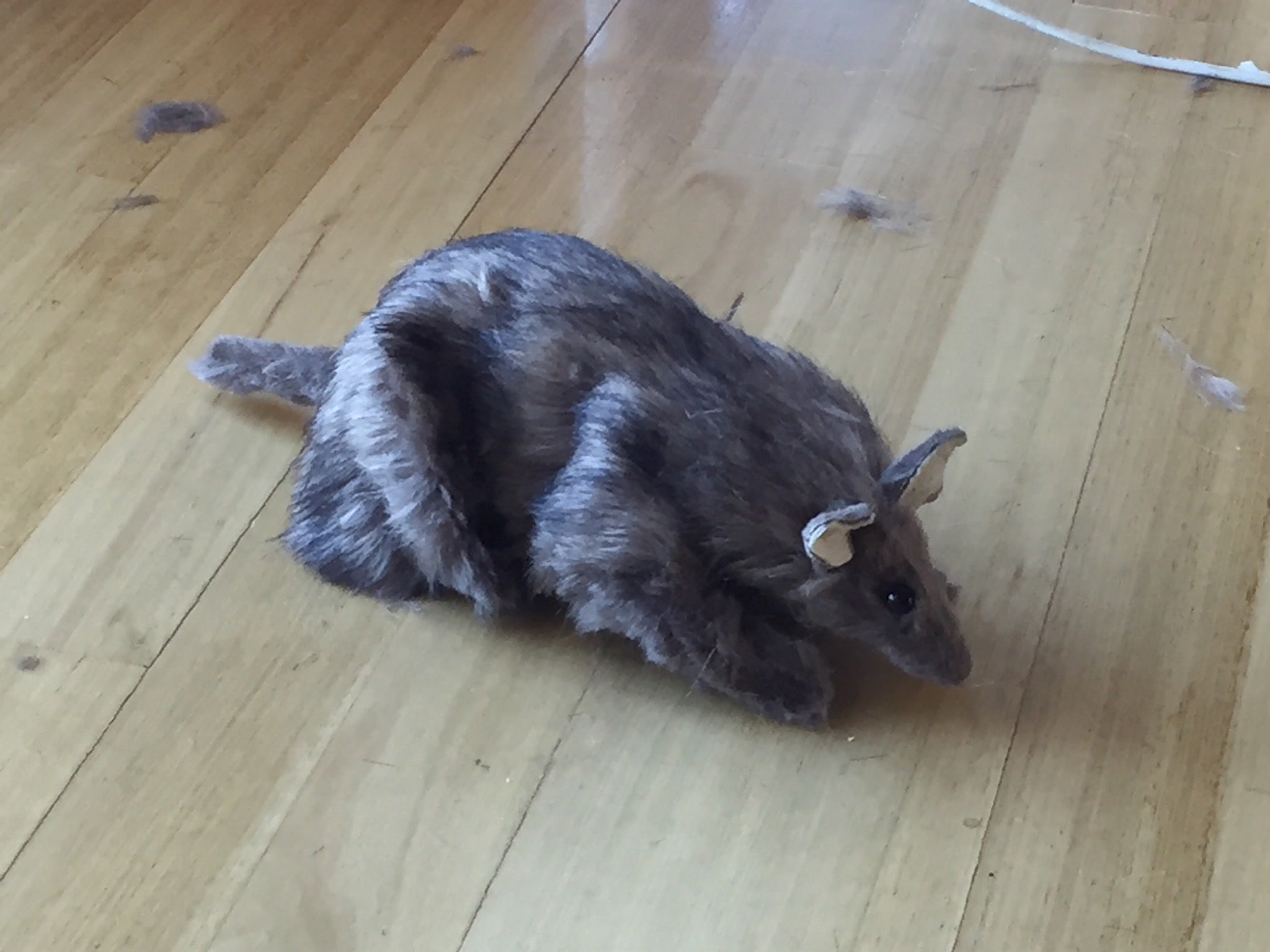 A long haired bandicoot puppet on a wooden floor
