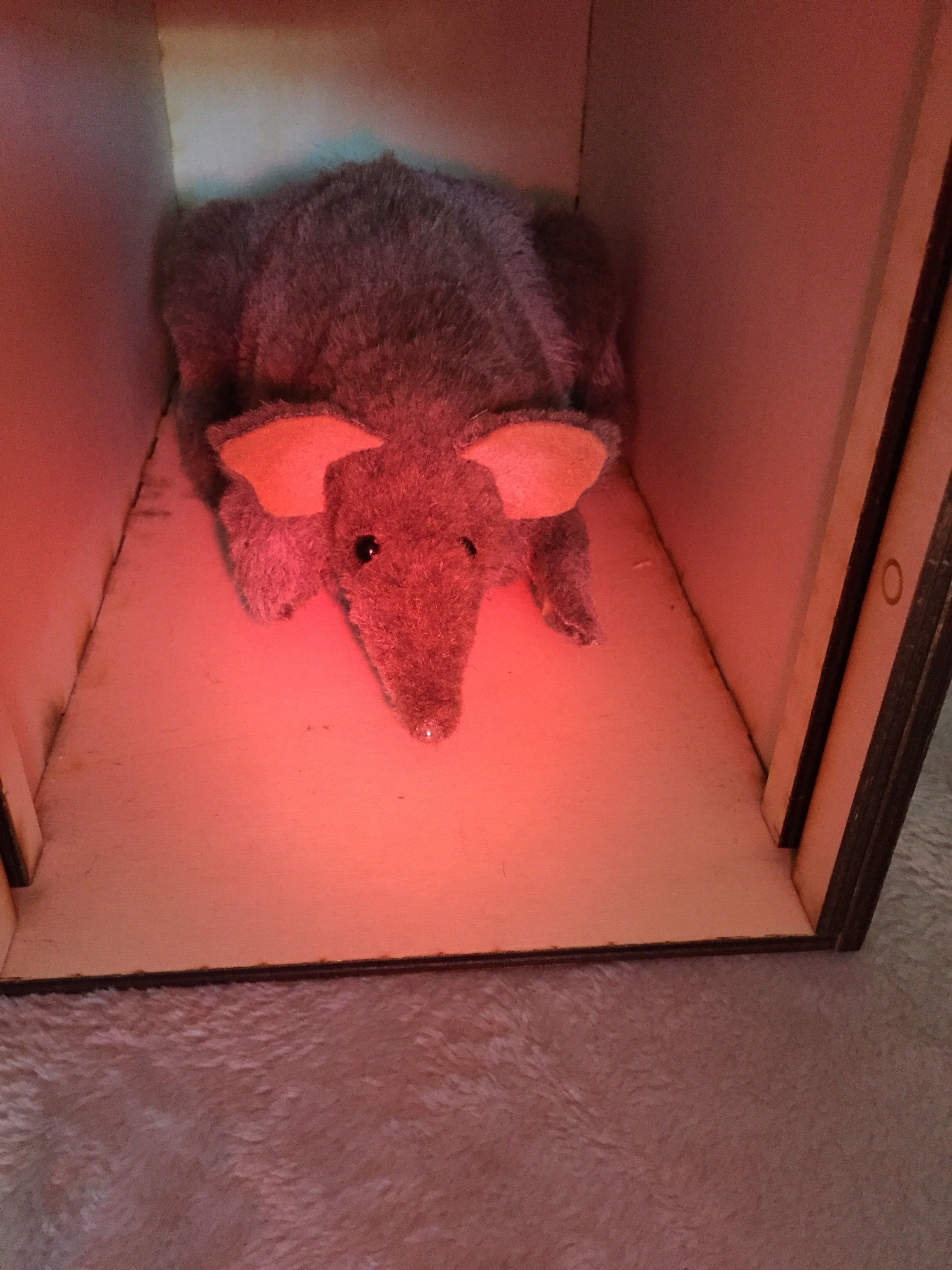 A bandicoot puppet in a wooden box lit by a red light
